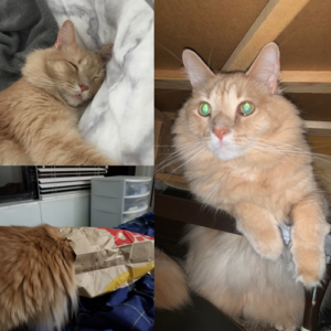 Tig Paul Evans cat Tig